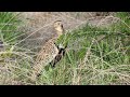 Enigmatic Call of the Red-Crested Korhaan Bird