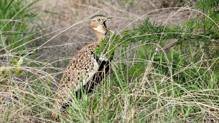 Enigmatic Call of the Red-Crested Korhaan Bird