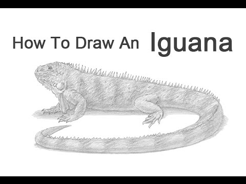 How to Draw an Iguana - YouTube