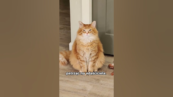 5 znaków, że Twój kot Cię nie kocha! 😳