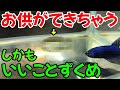 【ベタ飼育】ベタと混泳できてメリットばかり与える魚がいることを知っていますか？【簡単導入】