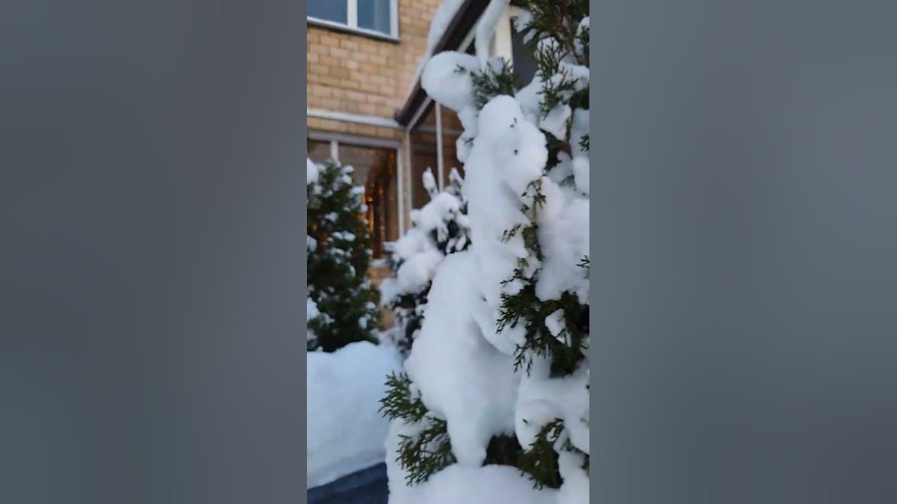 #елочки маленькие🎄 ️ - YouTube
