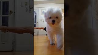 Dog Licks Phone While Owner Films Workout Video