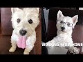 Epic Compilation of Westie Cute Dog Living her Best Life || WooGlobe