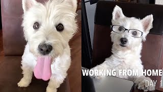 Epic Compilation of Westie Cute Dog Living her Best Life || WooGlobe