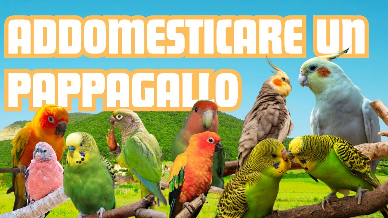ADDOMESTICARE un PAPPAGALLO [2.0] - LIKE PARROTS