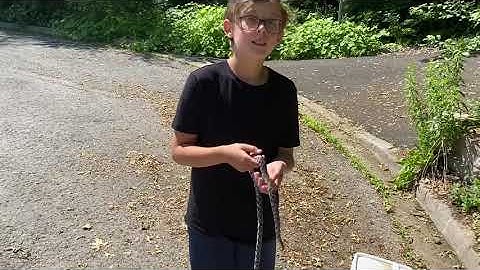 Releasing a healed up Eastern milksnake (Lampropeltis triangulum)