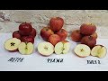 Сравнение яблок серии  Fuji Фуджи