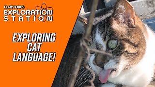 Observations on Cat Language!