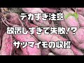 放置しすぎたさつま芋を掘ったら想像以上の大きさに！？【紅あずま】【シルクスイート】【農家の家庭菜園】