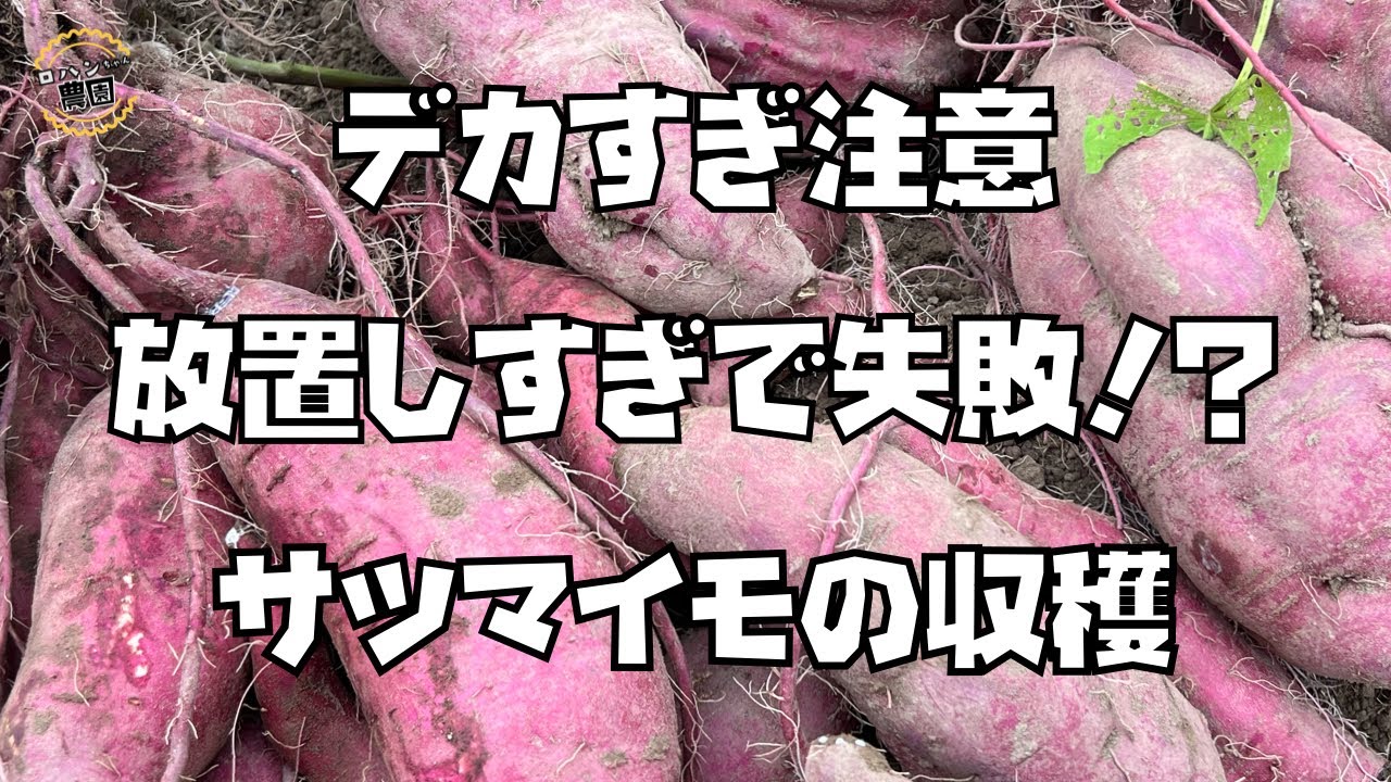 放置しすぎたさつま芋を掘ったら想像以上の大きさに！？【紅あずま】【シルクスイート】【農家の家庭菜園】