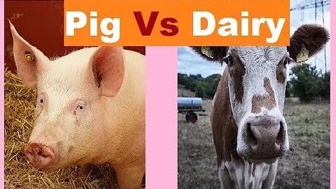 Dairy Farm Vs Pig Farming | Comparison between Dairy Farming and Pig farming