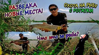 видео: Новая локация 2021 и неизвестный мне ранее вид рыбы-охота с рогатки на рыбу2021-рыбалка с рогаткой картинка: Новая локация 2021 и неизвестный мне ранее вид рыбы-охота с рогатки на рыбу2021-рыбалка с рогаткой