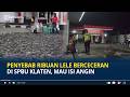 Penyebab Ribuan Lele Berceceran di SPBU Klaten, Mau Isi Angin