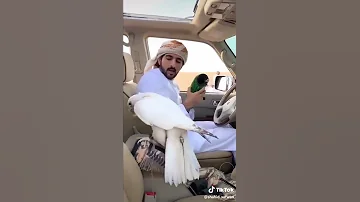 أغلى صقر في العالم 