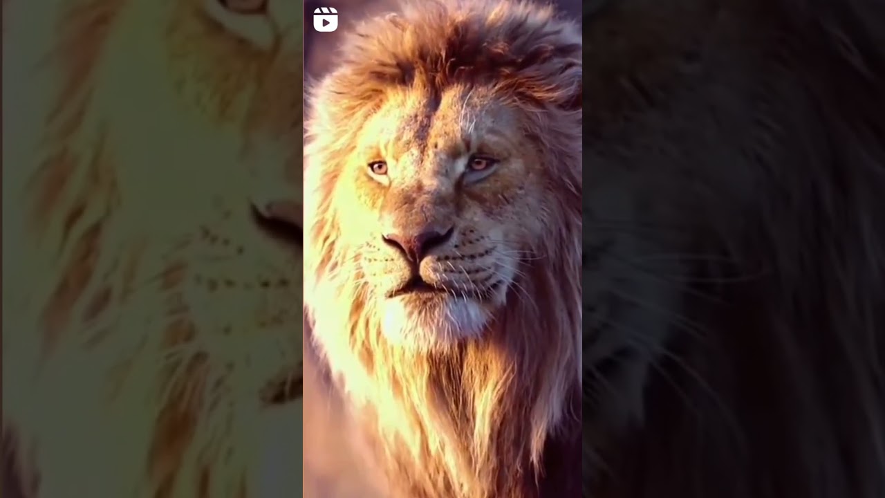 lion status// lion status video// lion attack video// lion Royal👑