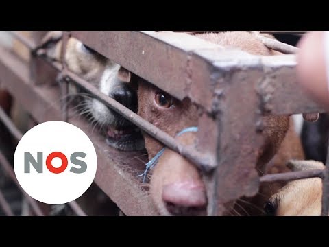 Video: Honden Gefokt Voor Vlees In Zuid-Korea Beginnen Een Nieuw Leven In De VS