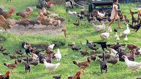 nyob zoo os los saib peb cov qaib os 16/8/24