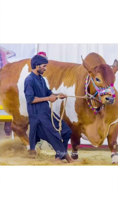 Naya Naya Saal Hai | Naya Naya Maal Hai | Sohrab Goth Maweshi Cow Mandi 2022 😍 #shorts #mandi #fyp