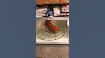 Thumbnail of Cooking Guinea pigs! #shorts lol