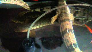 ポリプテルスの水槽に金魚を投入 Polypteridae Bichir Youtube
