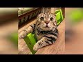 Смешные кошки 2019 КОТЫ и СОБАКИ 2019 Смешные коты приколы про котов до слез – Funny Cats #68