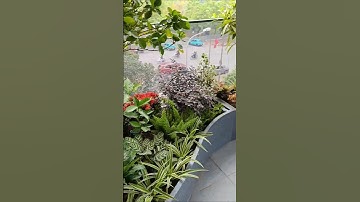 Trình tự làm tiểu cảnh sân vườn tưới tự động như thế nào? #vuonbancong #tieucanh #Friendship