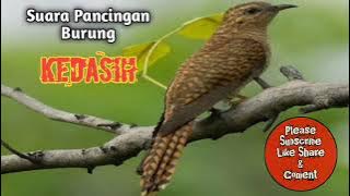 Pancingan suara burung kedasih