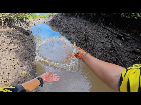 This Small Ditch Becomes a Nest Where Shrimp Gather