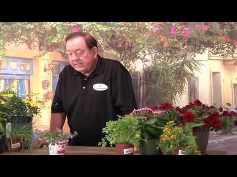Video: Bacopa Trailing Annual - How Do You Care For Bacopa Plants