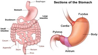 تشريح عملي الجهاز الهضمي | قسم التخدير | Practical Anatomy of Digestive System