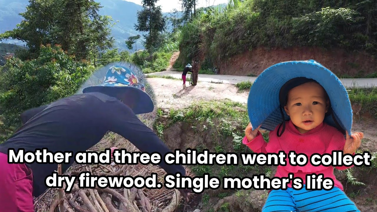 The life of a single mother and her two children chopping dry firewood ...