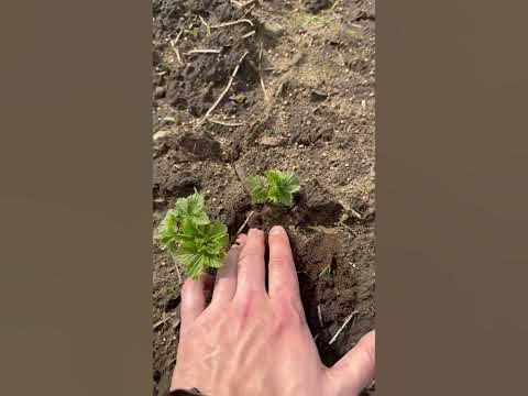 Обрезка черно смородины в год посадки, обязательно! #agriculture #сад # ...