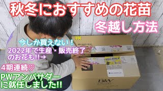 『冬越し方法』秋冬おすすめの花苗!!PWアンバサダーに就任しました♡#pw #pwアンバサダー #pw育てた
