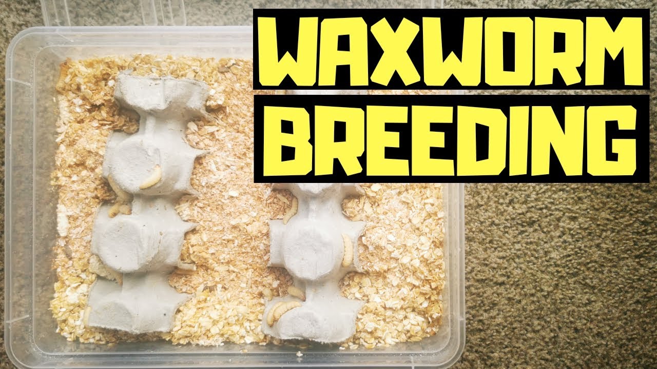 How To Breed WAXWORMS ( Easiest Way) 