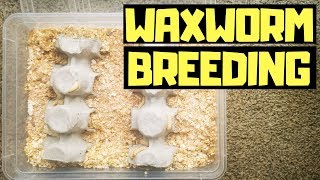 How To Breed WAXWORMS ( Easiest Way)