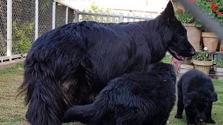 beautiful German shepherds . in Pakistan‎@DOGS IN RAWALPINDI 