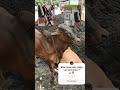 Rice Husk Ash Cow and High Lux @deepaksinghrha415 #lux #environmentalpollution