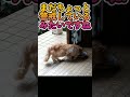 #shorts 捨て猫ちゃんに玄関まで入ってもらいました