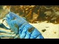 Blue and red lobsters at the New England Aquarium in Boston