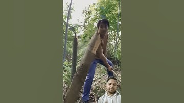 Hand-forged hatchet can easily cut big trees and bamboos #cutwood#cuttingtrees#logging#bamboo