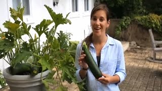 Container squash