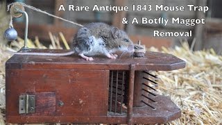 Rare Antique 1843 Mouse Trap In Action & Removing a Botfly Maggot From a Live Mouse