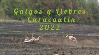 galgos vs liebres 2022, Chile Curacautín (para que 500 galgos)