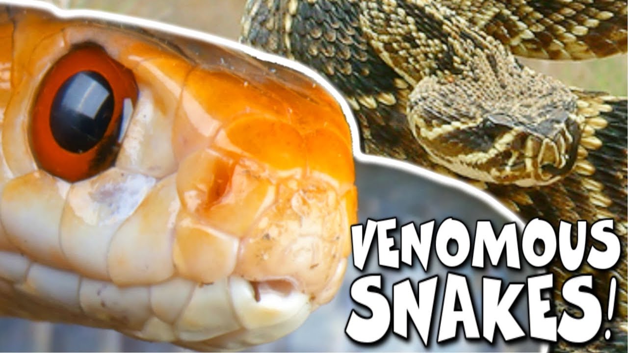 vlogs in spanish WORLDS DEADLIEST SNAKE!! LETS HANDLE IT!!! | BRIAN BARCZYK