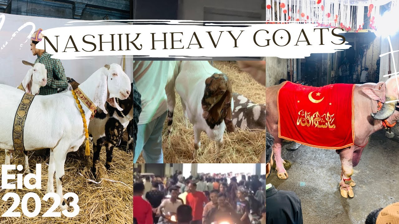 Nashik Heavy Goats Bakrid 2023 150 Kg Goats🤯 Youtube 