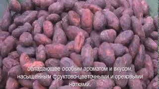 Производство какао. Casa Lucker. Fino de Aroma