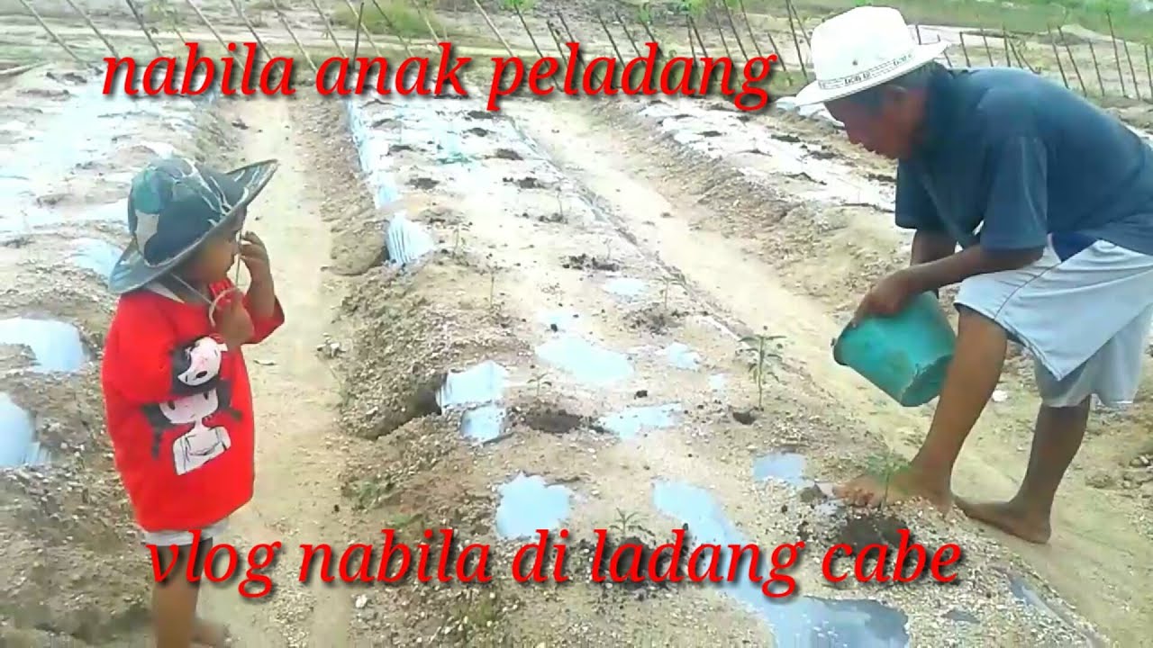 vlog nabila di ladang cabe  mutar2 sampai nabila pusing 