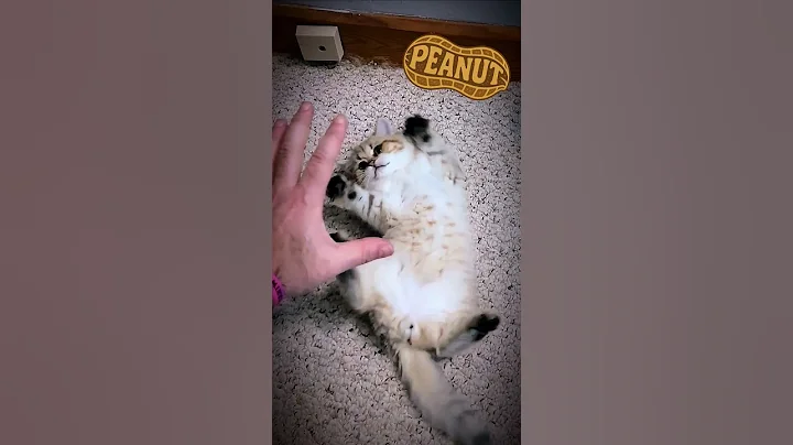 Video 11250761: british shorthair cat kitten, cat kitten cutest, cat kitten playing