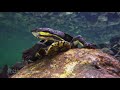 The manning river turtle filmed by brett vercoe